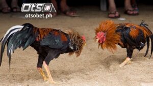 Sa Pilipinas, ang sabong ay ang hindi mapag-aalinlanganang pambansang isport. Sa daan-daang taon ng kasaysayan sa mga isla